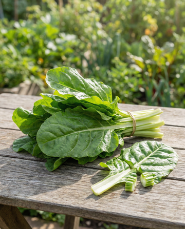 Snijbiet Green Leaf zaden (Beta vulgaris) – eenjarige groente