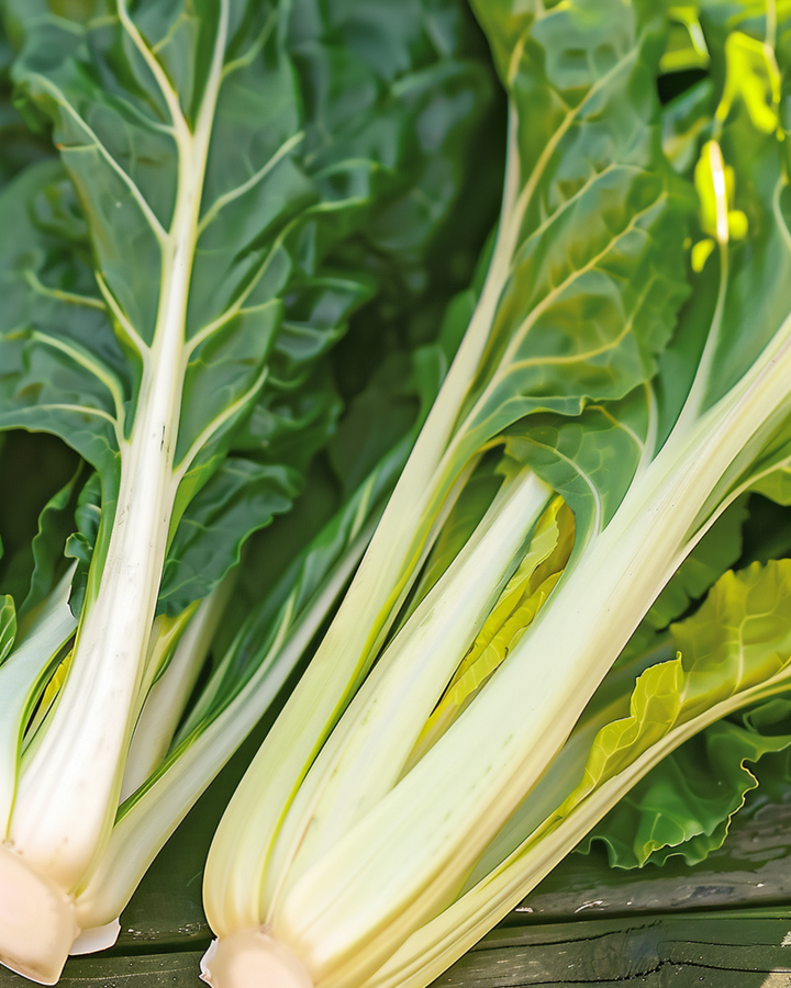 Zaden van snijbiet Blonde A Carde Blanche (Beta vulgaris) – eenjarige groente