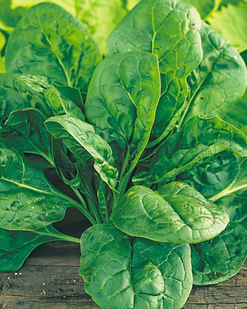 Spinazie Amsterdams Reuzenblad 15g zaden (Spinacia oleracea) – eenjarige groentezaden
