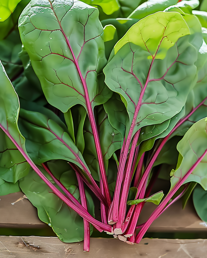 Spinazie Red Kitten F1 zaden (Spinacia oleracea) – eenjarig kweekpakket