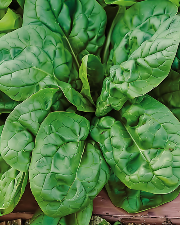 Spinazie Viroflex Giant White zaden (Spinacia oleracea) – eenjarige groente