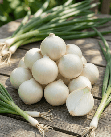 Inmaakui De Barletta (Allium cepa) – eenjarige groentezaden van SeedsChoice