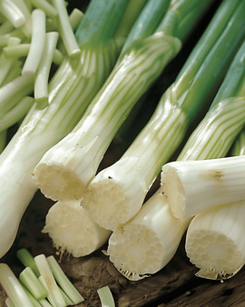 Bosuizaden Long White Ishikura Allium Fistulosum eenjarig