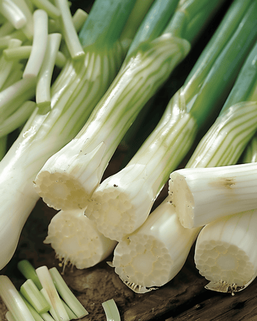 Bosui Long White Ishikura zaden (Allium fistulosum) – eenjarige groente