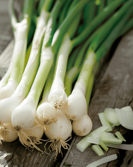 Bosuizaden White Lisbon Allium Cepa eenjarig lente-ui
