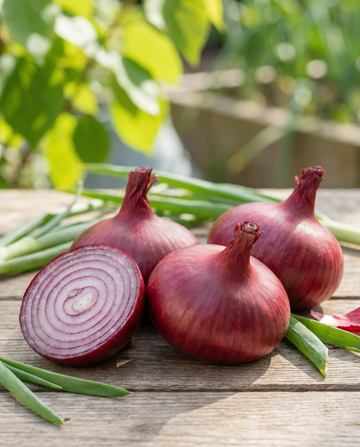 Noordhollandse Bloedrode ui (Allium cepa) – eenjarige groentezaden van SeedsChoice