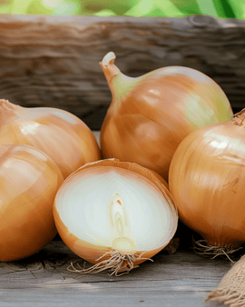 Uienzaden Rossa Lunga Di Firenze Allium Cepa eenjarig Florence-type