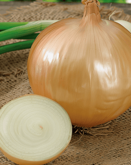 Reuzenuizaden Ailsa Craig Allium Cepa eenjarig