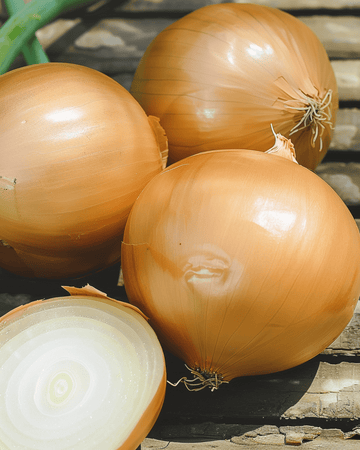 Ui Hyskin F1 Hybrid zaden (Allium cepa) – eenjarige groente
