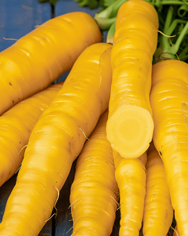 Voederwortelzaden Jaune de Doubs Daucus Carota eenjarig