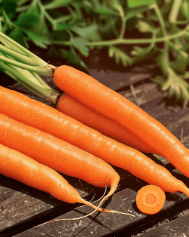 Wortelzaden Amsterdam 2 Daucus Carota eenjarig ras vroege oogst