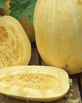 Spaghettipompoenzaden Cucurbita Pepo eenjarig ras groentespaghetti