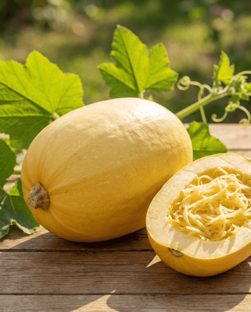 Spaghetti Squash (Cucurbita pepo) – eenjarige groentezaden van SeedsChoice