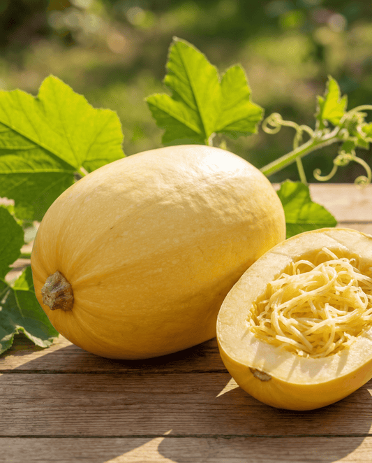 Spaghetti Squash (Cucurbita pepo) – eenjarige groentezaden van SeedsChoice