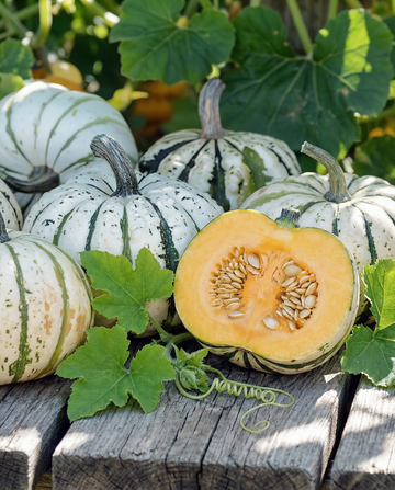 Sweet Dumpling Winterpompoen (Cucurbita pepo) – eenjarige groentezaden van SeedsChoice