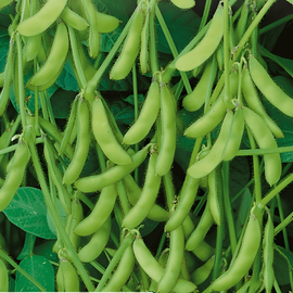 Edamame-sojaboonzaden Glycine Max eenjarig groene-peulvariëteit