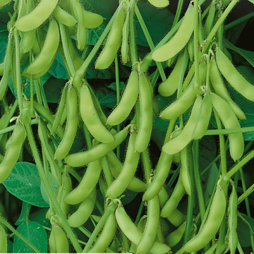 Edamame Soybean Green Shell zaden (Glycine max) – eenjarige groente