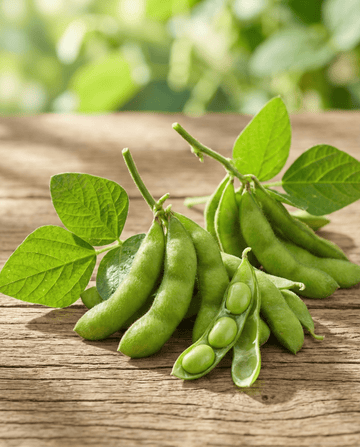 Edamame Soybean Green Shell (Glycine max) – eenjarige groentezaden van SeedsChoice