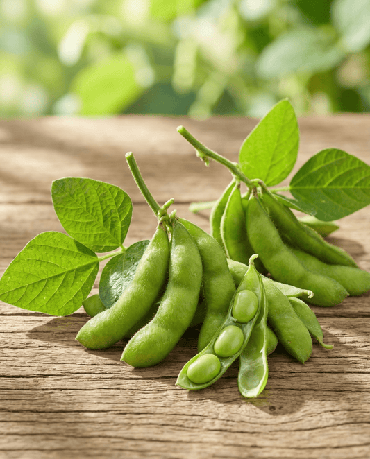 Edamame Soybean Green Shell (Glycine max) – eenjarige groentezaden van SeedsChoice