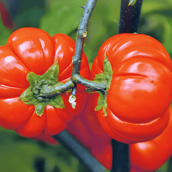 Pompoen On A Stick zaden (Solanum aethiopicum) – eenjarige groente