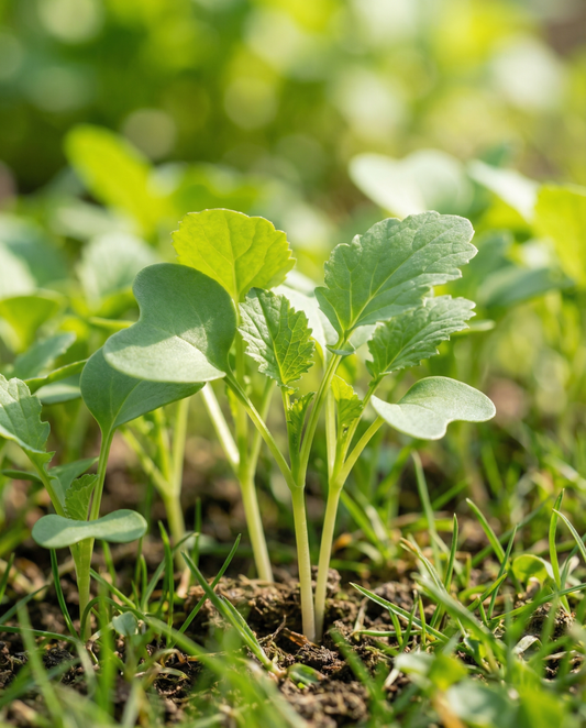 Mosterd kiemen 250g (Sinapis alba) – biologische kiemzaden van SeedsChoice