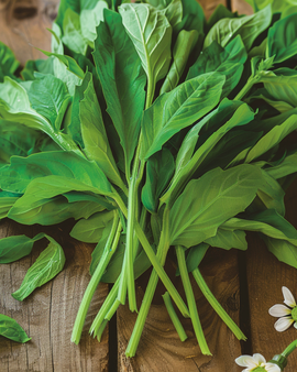 Veldslazaden Valerianella Locusta grootblad ras 25g