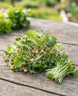 Salademixzaden biologisch Lactuca Sativa kiemzaden 250g