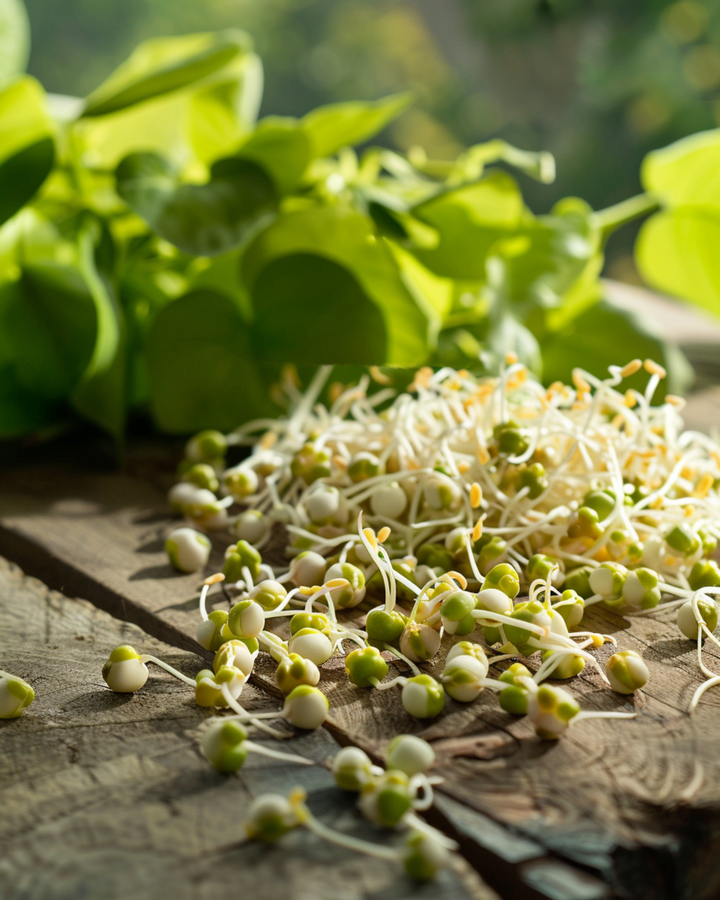 Mungboon kiemen 250g zaden (Vigna radiata) – biologische kiemzaden