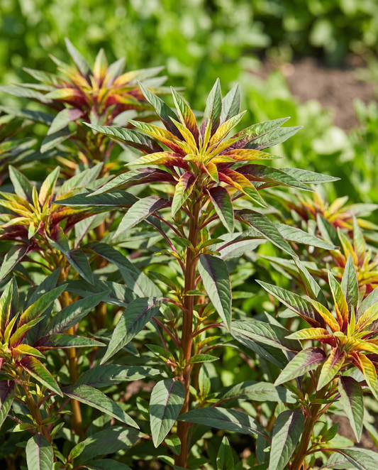 40cm (Amaranthus tricolor) – eenjarige zaden van SeedsChoice
