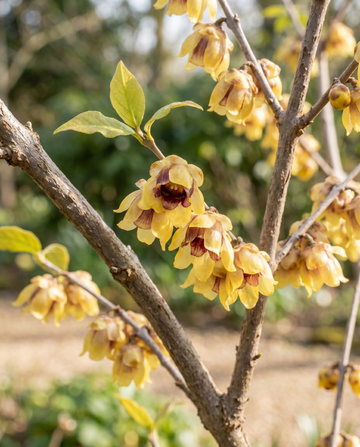 Winterzoet winterbloeide heester (Chimonanthus praecox) – bloemenzaden van SeedsChoice