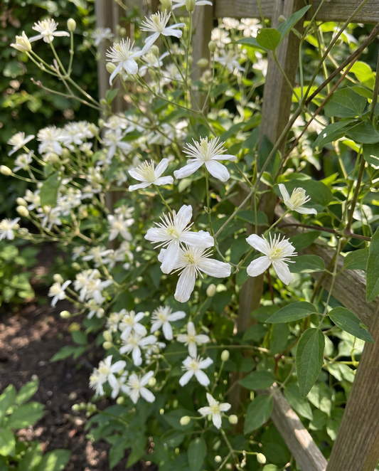 Climber Vine (Clematis vitalba) – meerjarige klimplant zaden van SeedsChoice