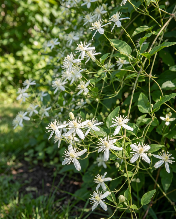 Climber Vine zaden (Clematis vitalba) – meerjarige klimplant