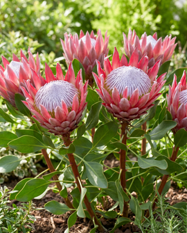Koningsprotea zaden Protea Cynaroides reuzenvaste bloem