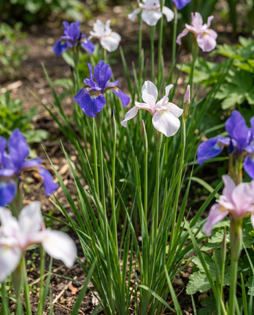 Siberian Mix (Iris sibirica) – meerjarige bloemenzaden van SeedsChoice