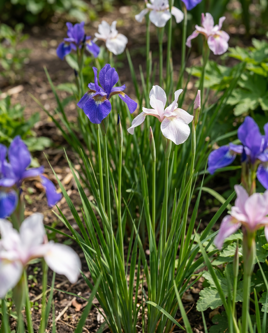Siberian Mix (Iris sibirica) – meerjarige bloemenzaden van SeedsChoice