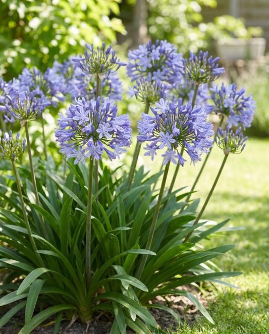 Afrikaanse lelie (Agapanthus umbellatus) – meerjarige bloemenzaden van SeedsChoice