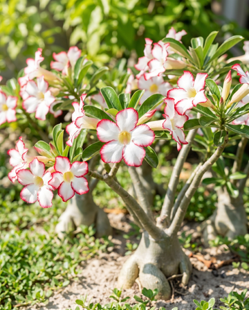 Woestijnroos Bloeiende Succulent (Adenium obesum) – bloemenzaden van SeedsChoice