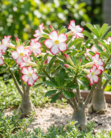 Woestijnroos Bloeiende Succulent zaden (Adenium obesum) – bloemen