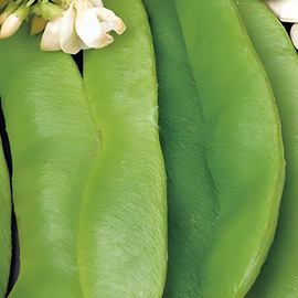 Pronkboonzaden Phaseolus Coccineus eenjarig grootzadige variëteit 100g