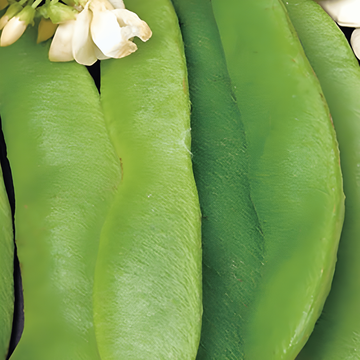 Runner Bean Large Seeded 100g zaden (Phaseolus coccineus) – eenjarige groente