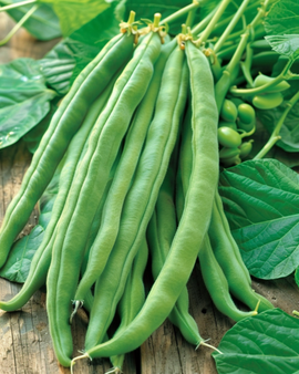 Pronkboonzaden Emergo Stringless Phaseolus Coccineus eenjarig 100g