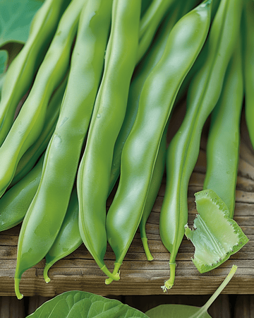 Klimstokboon Raadsheer 100g zaden (Phaseolus vulgaris) – eenjarige klimplant