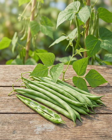 Klimstokboon Raadsheer 100g (Phaseolus vulgaris) – eenjarige klimplant zaden van SeedsChoice