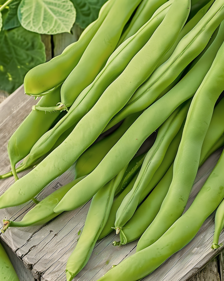 Stamslaboon Admires zaden (Phaseolus vulgaris) – eenjarige groente