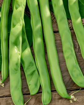 Stokbonenzaden Neckarkönigin Phaseolus Vulgaris eenjarig 100g