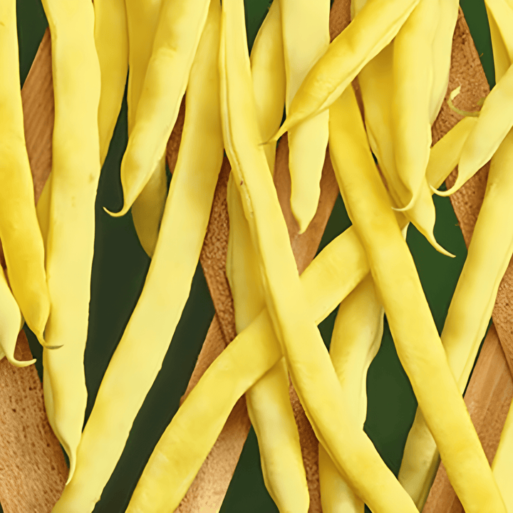 Klimsperzieboon Neckargold 100g zaden (Phaseolus vulgaris) – eenjarige klimplant