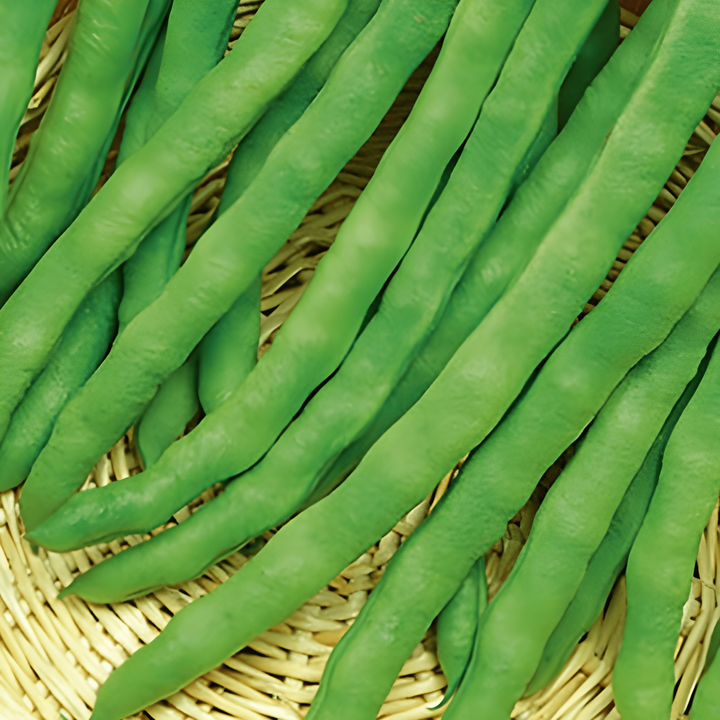 Pronkboon Terli 100g zaden (Phaseolus vulgaris) – eenjarige groente