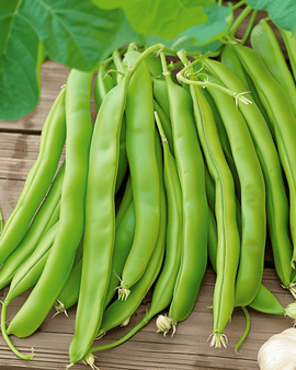 Stokbonenzaden Overvloed Phaseolus Vulgaris eenjarig 100g