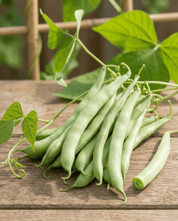 Klimsperzieboon Westlandse 100g (Phaseolus vulgaris) – eenjarige klimplant zaden van SeedsChoice