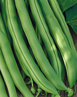 Stamslaboonzaden Kylian Phaseolus Vulgaris eenjarig 50g